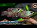 30 Rare & Common Gouramis - Top Aquarium Gourami Types