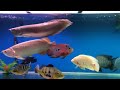 Arowana Jardini & silver fighting