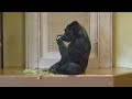 Gorilla Daughter Caring Her Aging Mom | The Shabani Family