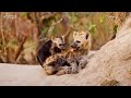 4K African Wildlife : Nechisar National Park, Ethiopia - Scenic Wildlife Film With African Music