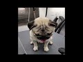 Funniest Animals 2024 😂 Best Funny Cats and Dogs 😻🐶 Part 34 | Cute Baby Dogs