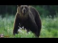 WOLVES vs BEAR FIGHT 🐺 BEARS vs WOLF PACK 🐻 🎵epic aggressive battle music #wolves #wolfpack #bears