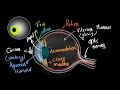 Structure of human eye (Hindi) | Human eye and the colourful world | Physics | Khan Academy