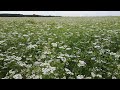 A coriander field in full bloom!