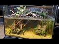Dripping Jungle Paludarium for Community of Tiny Frogs (African Dwarf Frog Setup)