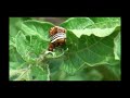 Colorado potato beetles feeding and mating