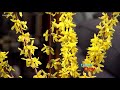 Learn to prune Forsythia with Ciscoe - New Day Northwest