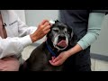 Animal Health Cleaning - Dog Ear Cleaning | Social Media Short