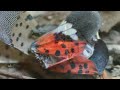 Chinese mantis devours spotted lanternflies