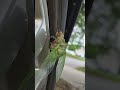 cicada molting process time lapse