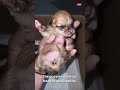 The Driver Picked Up Five Puppies Washed Away by Rain and Took Them Home Carefully to Feed