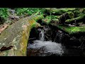 Calm Sounds Of Beautiful Water River In The Forest For Learning To Sleep And Relax