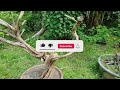 New Bonsai Material - Murraya Paniculata [w/ English Subtitles]