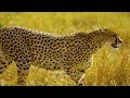 4K African Animals: Khaudum National Park - Amazing African Wildlife Footage with Real Sounds