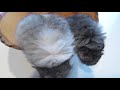 The Cutest Baby Chinchilla Noises!