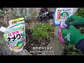【ガーデンルーティン】4月の庭作業🌸もうひと花楽しむためのお手入れ、暑くなるこれからの育て方 [Garden Routine]April, spring flowers and garden work