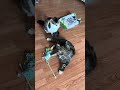 Kitty Fight