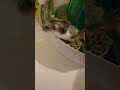Hamster interaction