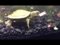 Red ear slider Tahj (turtle) eats a ghost shrimp