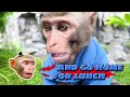 Mr. Monkey Removes Sticky Glue 🐒| Mr. Monkey Animal