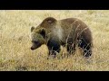 Nature: Grizzly bear in Montana