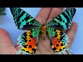 10 Most Beautiful Moths In The World