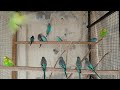 4 Hr Budgies Chirping Talking Singing Parakeets Sounds Reduce Stress , Relax to Nature Bird Sounds