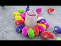 World Chickens, Colorful Chickens, Rainbows Chickens, Rabbits,Cute Animals🐥🐣 Chick's, #youtubeshorts