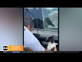 Video shows scared cat hanging on car door, rescued by officials in Dubai