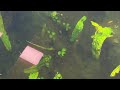 Wild Bettas Axolotls Mascara Barbs Ricefish and More!