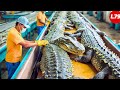 How Farmers Transport And Process Millions Of Crocodiles - Crocodile Farm | Processing Factory