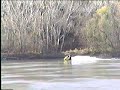 Barefoot skiing off of a 1996 Seadoo XP on the Missouri river...
