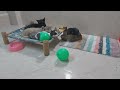 CLASSIC Dog and Cat Videos 🐶 😹 1 HOURS of FUNNY Clips