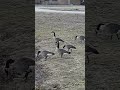 Canada geese have returned.