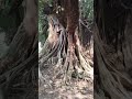 pohon terbesar di mojokerto