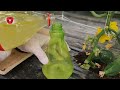 Make your own cheap ecological products - they remove pests and diseases from plants