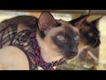 Siamese cats walk - Cat climbing a tree, Winter vlog