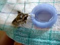 Hyles gallii feeding on sugarwater (bedstraw hawk-moth feeding) (Labkrautschwärmer Fütterung)