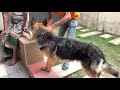 German Shepherd Puppy Growing up from 45 Days to 7 Months | Sami Long Coat GSD Puppy Transformation