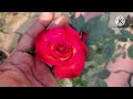 घर में बना यह खाद आपके गुलाब के पौधे को फूलों एवं कलियों से भर देगा || Rose Care Tips ♥️ Fertilizer