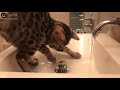 Bengal Cat Loves Water Games