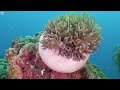 3HRS Ocean Life 4K (ULTRA HD)🐋- Coral Reefs and Colorful Sea Life - Relaxing Music