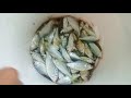 ikan mubal ugal ugalan || habis hujan panas@enjoymancingchannel3403