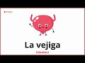 Parts of the Body in Spanish | Human Body parts names in Spanish