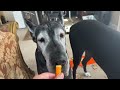 Funny Great Dane Runs Off & Opens Dad's Mega Box Of Cheeto Snacks