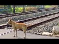 Snake crossed the Rail Line & Train came after that | everyone got afraid after watching this😥