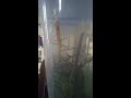 Chinese Mantis shedding caught on video!