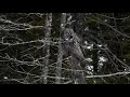 Great Gray Owl Slow Motion Hunting Sequence | Minnesota.  Shot with the Nikon D850.