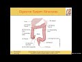 Medical Terminology 1 Chapter 12 from Arthur Dominguez, Pharm. D.