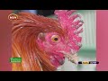 How to Farm Kienyeji Poultry in Kenya & Make Millions